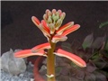 Aloe variegata cvijet